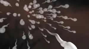 Вещество в спермата удължава живота