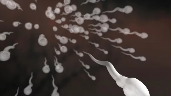 Вещество в спермата удължава живота