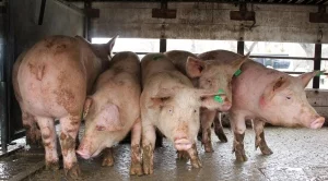 Щетите от чумата по свинете може да възлязат на 2 млрд. лева