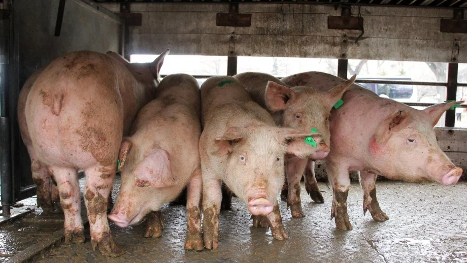 Щетите от чумата по свинете може да възлязат на 2 млрд. лева