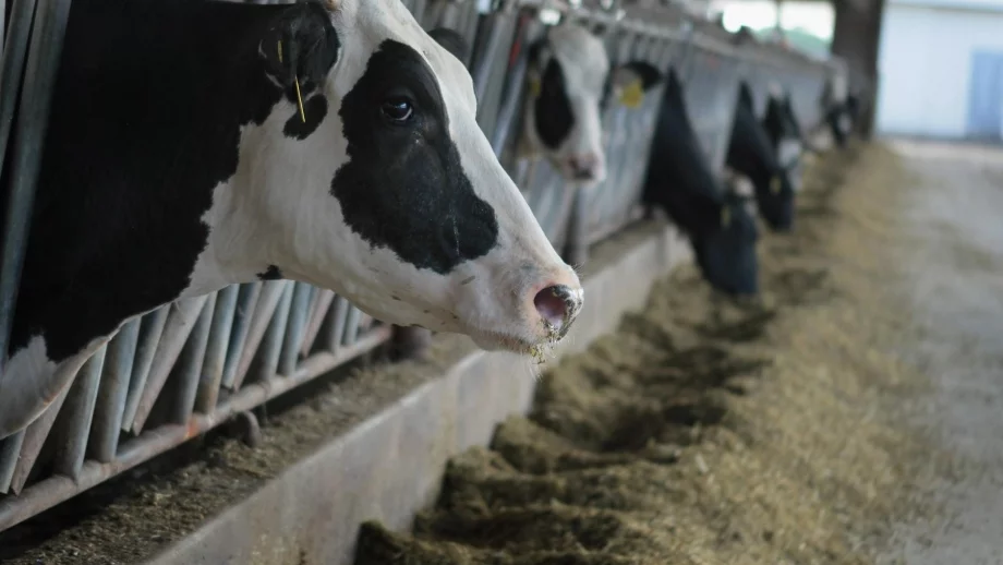 ЕС променя стандартите за хуманно отношение към животните