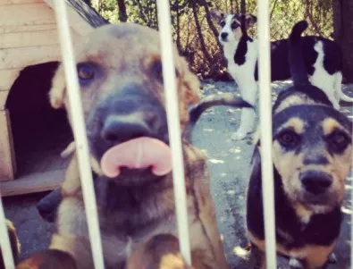Община Бургас против жестокостта, проявена към кучето Любчо