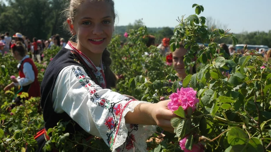 Реколтата от рози - в пъти по-слаба от миналата година 