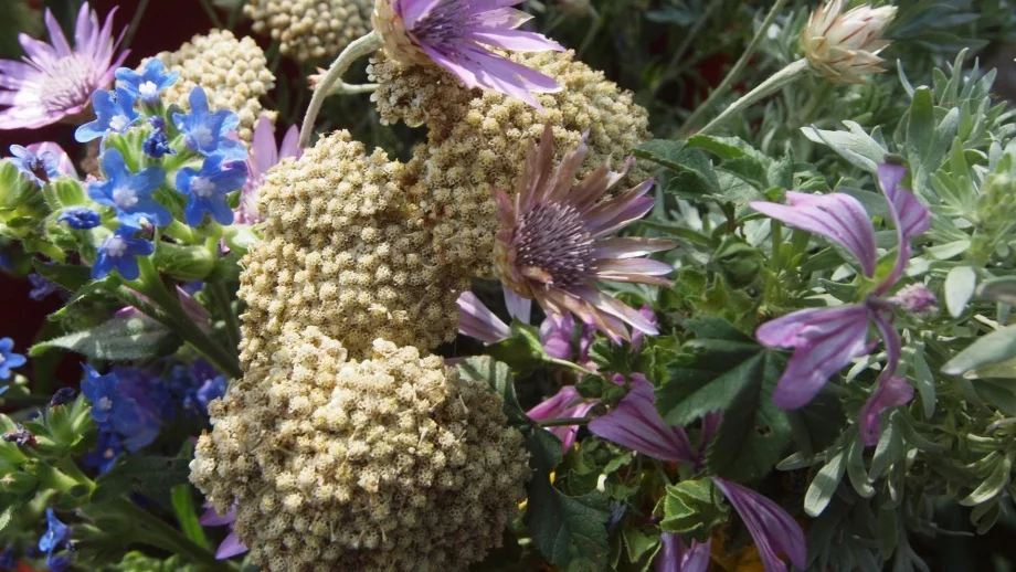 Съюзът на билкарите: Масовият износ на билки вреди на държавата