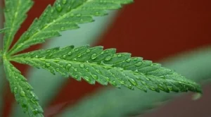 Марихуаната вече е легална и в Аляска 