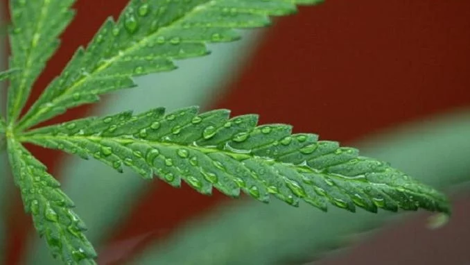 Марихуаната вече е легална и в Аляска 