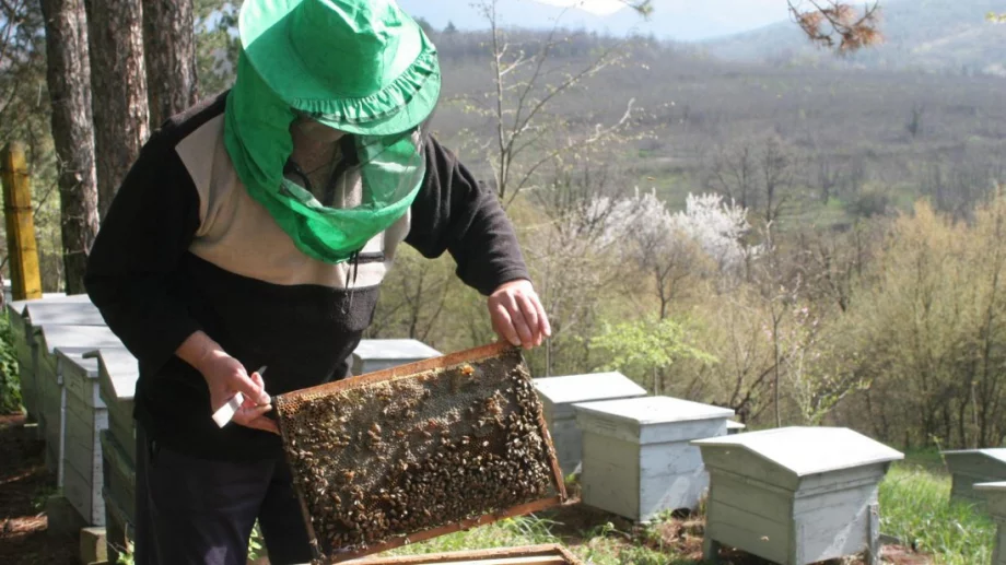 1200 пчелни кошера са осиновени за една година