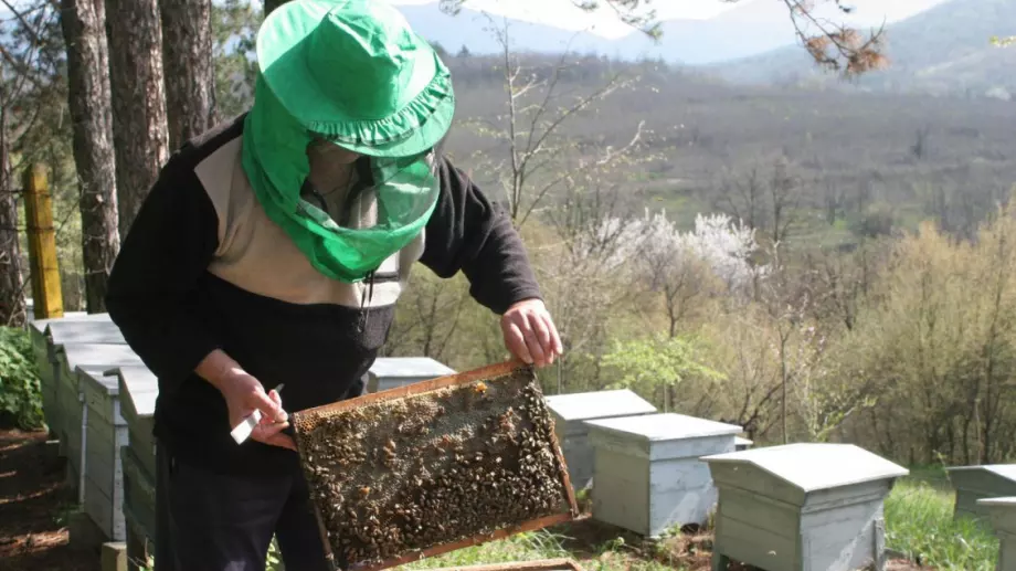 Пчелари оспорват доклад на бившия земеделски министър