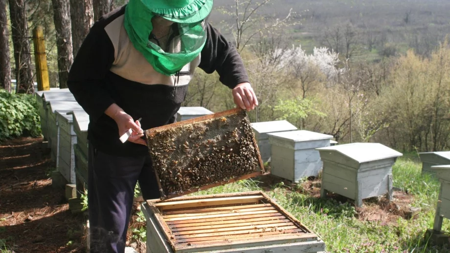 ДФЗ отпуска 45 000 лв. за финансиране на пчелари