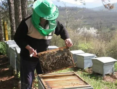 Пчеларите готвят национален протест срещу употребата на пестициди