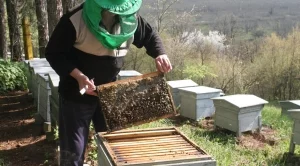 ДФЗ ще отпуска кредити с годишна лихва от 4% на пчелари 