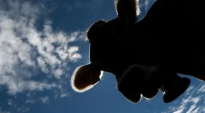 Кравата Пенка ще живее, реши БАБХ 