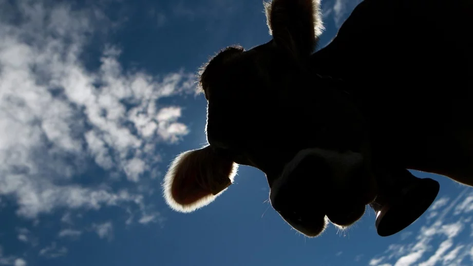 Кравата Пенка ще живее, реши БАБХ 