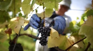 България и Китай засилват търговията със селскостопански продукти 