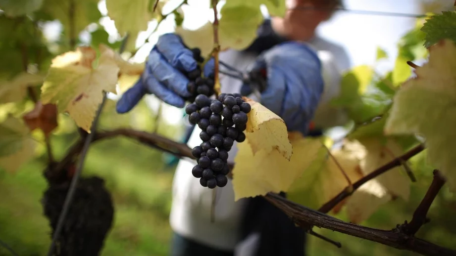 България и Китай засилват търговията със селскостопански продукти 