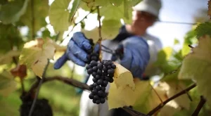 200 000 българи са заети в лозаро-винарски сектор 