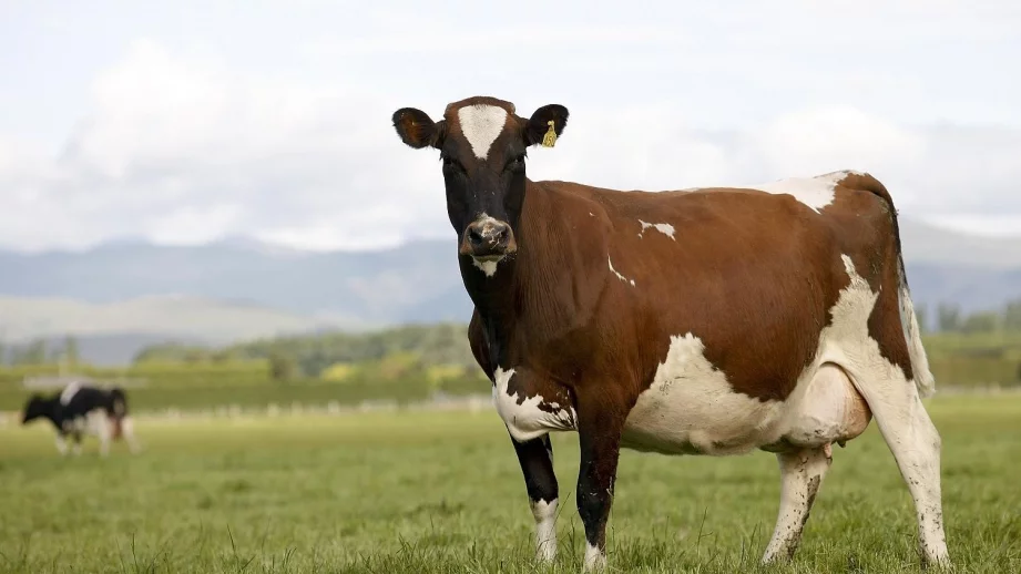 Ново огнище на антракс, този път край Попово