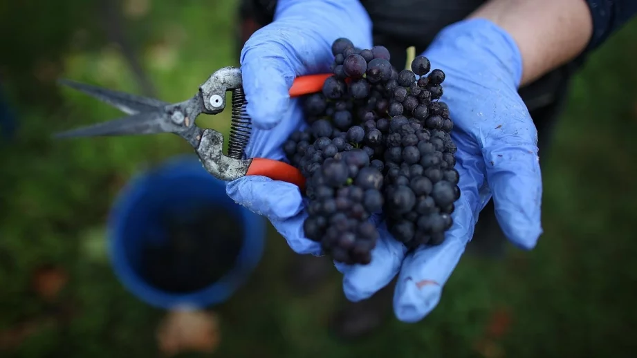 Родните винари очакват най-добрата реколта от 30 години насам 