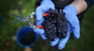 270 български лозари отглеждат био винено грозде