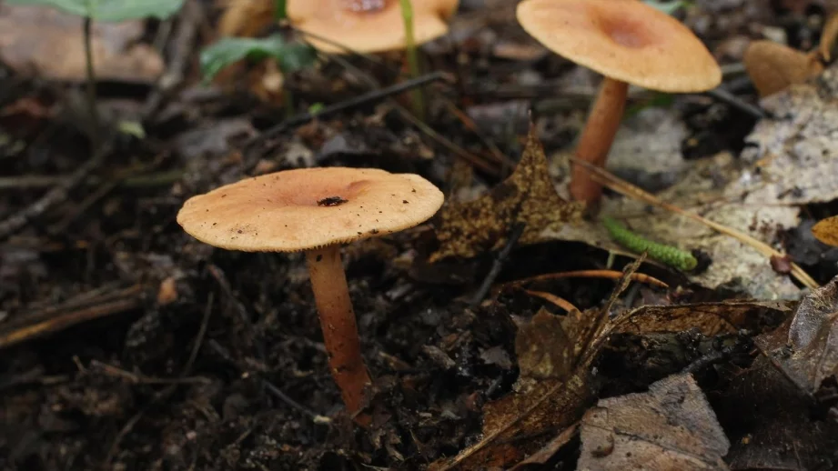 От бране на гъби в България може да се изкара средна месечна заплата само за половин час