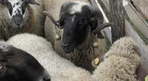 2013/10/11/0311525001381499935