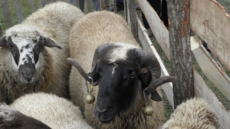 Свободното движение на неидентифицирани животни е сред причините за бруцелозата