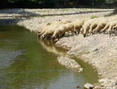 Турция не предприема, както ние, мерки срещу шарката по овцете и козите