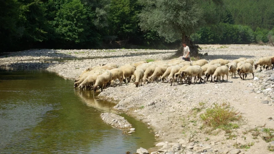 Стенограмите за чумата разкриват опасност от разпространение на заразата и евросанкции