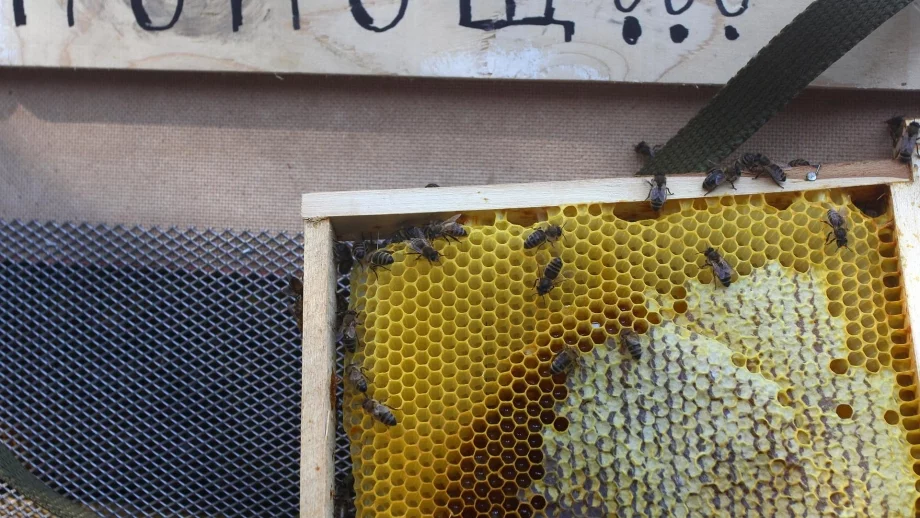 Повече пари и за пчеларите 