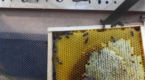 Пчелари излизат на национален протест заради неоникотиноидите