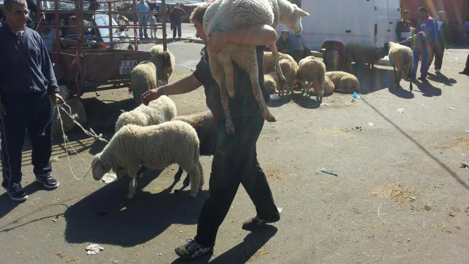 Животновъди от цялата страна излизат на протест