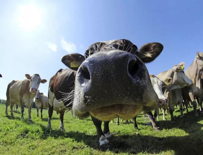Заменят звънците на австрийски крави с GPS