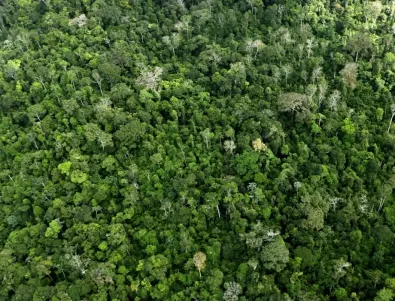 Обезлесяването в Бразилия напредва с шокираща скорост 