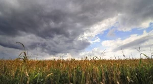 1,4 млрд.лв. отиват за директните плащания за площ 