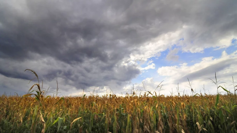 1,4 млрд.лв. отиват за директните плащания за площ 