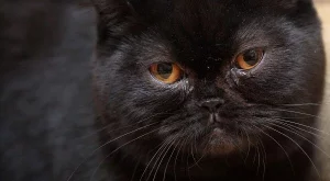 Суеверия и измами