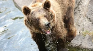 Вана с мечка и вечеря с лъв? Защо не!