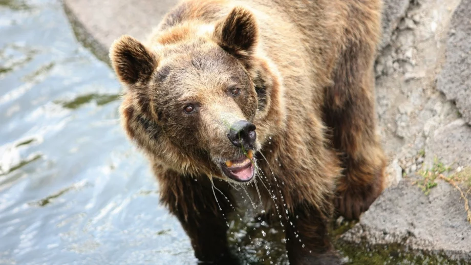 Вана с мечка и вечеря с лъв? Защо не!