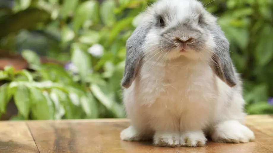 Вечерен виц: Заекът и медената питка