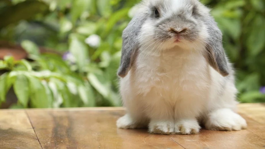 Бебе зайче предизвика паника на летище (Снимки, видео)