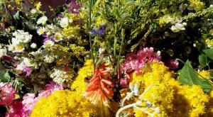 Отбелязваме Еньовден – празникът на билките