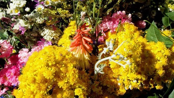 Отбелязваме Еньовден – празникът на билките