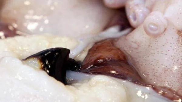 Японски рибар улови гигантска сепия