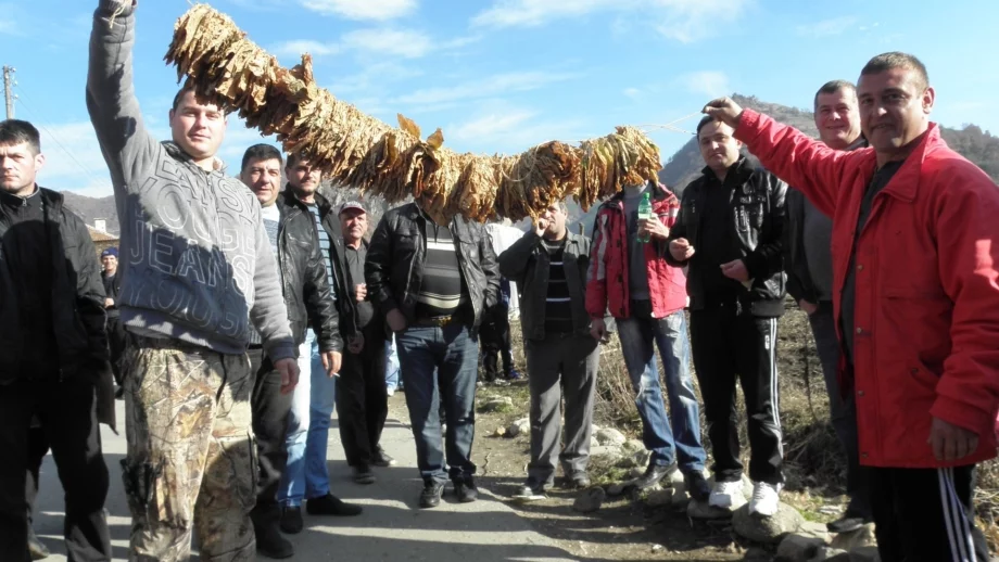 Тютюнопроизводителите все още не са наясно с новите условия за работа 