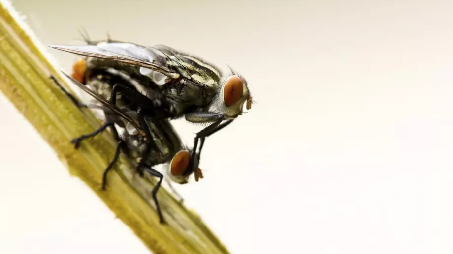 Кaк дa ce cпacитe oт дocaднитe мухи? Лecнo e!