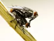Домашни средства срещу мухи, които са безвредни