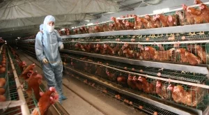 Птичи грип върлува в няколко европейски страни 