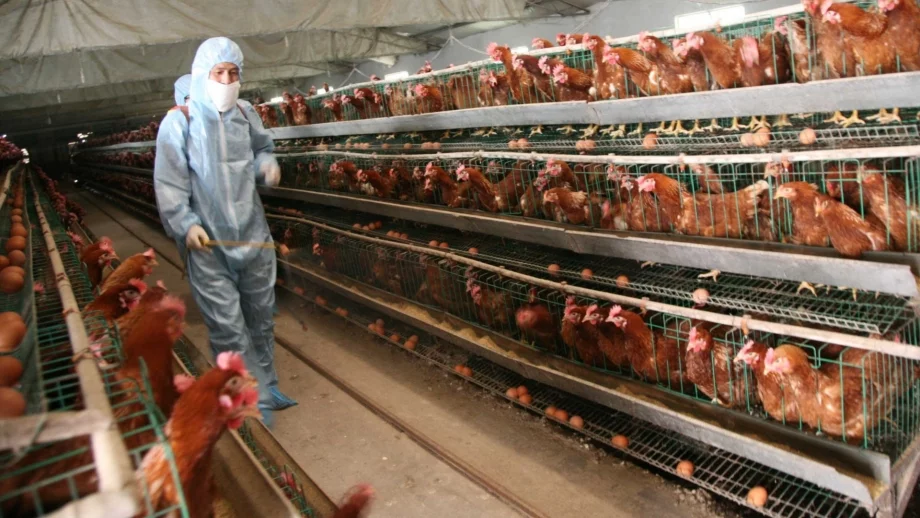 Птичи грип върлува в няколко европейски страни 