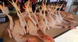 Птичи грип: Има 3 нови огнища, унищожават 80 000 кокошки