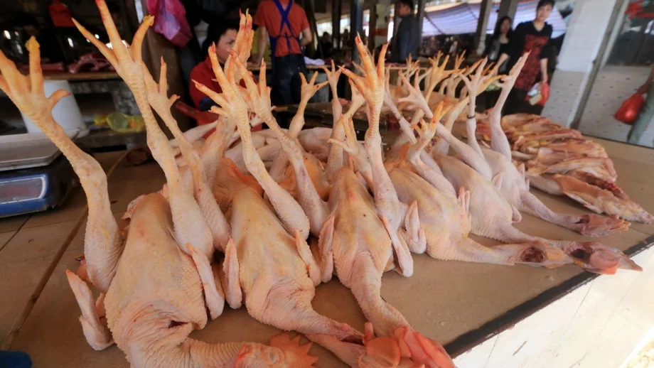 Птичи грип върлува на километри от България 